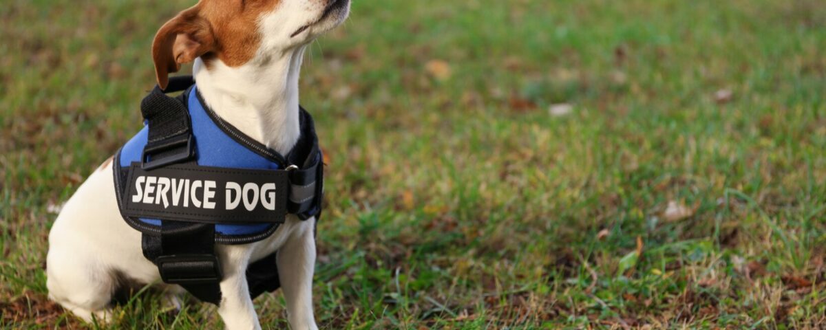 ESA Vs Service Animal Landlord NC Guide